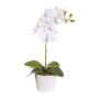 Dekorativ blomma Phalaenopsis-orkidé TRALKE, dekorativ kruka, rötter, vit, 40cm