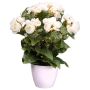 Konstgjord begonia SYLINA, vit dekorativ kruka, krämfärgad, 35cm