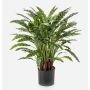 Konstväxt Calathea Rufibarba ADELFRIEDE, grön, 90cm