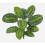 Konstväxt Calathea Medaillon FLEURETTA, stödpinne, grön-gul, 50cm