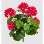 Konstblomma pelargon OTTAVIA på stativ, crossdoor, cerise, 40cm