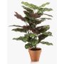 Konstväxt Calathea makoyana TROGAR i terrakottakruka, grön-violett, 65cm