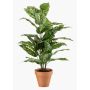 Konstgjord växt Dieffenbachia ELSAWA i terrakottakruka, grön, 65cm