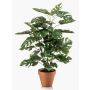 Konstväxt Philodendron monstera deliciosa HINAGIKU i terrakottakruka, 65cm