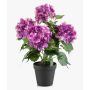 Konstgjord hortensia DORJA i dekorativ kruka, violett, 40cm