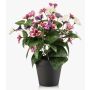 Konstgjord pensé NORHA i dekorativ kruka, cerise-lila-vit, 30cm