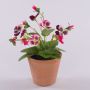 Dekorativ konstblomma, pensé BAHNY i terrakottakruka, cerise-vit, 17cm