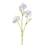 Dekorativ irisgren KLAVO, lila, 80cm