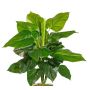 Konstgjord växt Philodendron Scandens GIMPA, stödpinne, 50cm