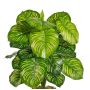 Konstväxt Calathea Orbifolia BLAHEN, stödpinne, grön, 50cm