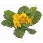 Konstgjord primula SUNDARA på stickpinne, gul, 20cm, Ø4cm