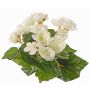 Konstgjord begonia BIRMA på stödpinne, krämfärgad, 20cm, Ø3-5cm