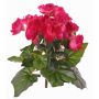 Konstgjord begonia BIRMA på pinne, cerise, 20cm, Ø3-5cm