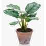 Konstväxt Calathea Orbifolia ESMIE i terrakottakruka, grön-vit, 30cm