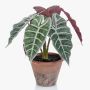 Konstväxt Alocasia Sanderiana GARCIA, terrakottakruka, grön-vit, 30cm