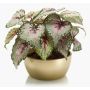 Konstväxt bladbegonia KATRICE i keramikskål, guld, violett-grön, 25cm