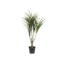 Konstgjord Dracaena Reflexa TABIVO, konststam, grön-röd, 90cm