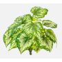 Konstgjord bladbegonia BEVEN på stödpinne, grön-gul, 35cm