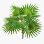 Konstgjord Washingtonia-palm SCHEDIR på stativ, 35cm