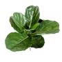 Konstgjord Ficus Lyrata ATIKA på stödpinne, grön, 60cm