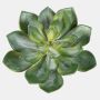 Dekorativ Echeveria morani CURSA på pinne, grön, 15cm