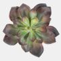 Dekorativ Echeveria morani CURSA på pinne, röd-grön, 15cm