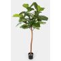 Dekorativ Ficus Lyrata ADERITO, äkta stam, grön, 170cm