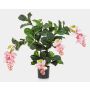 Konstgjord Medinilla ALDORA, rosa, 75cm
