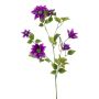 Stor konstblomma, klematis HIKARI, lila, 110cm, Ø5-14cm