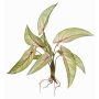 Konstväxt Calathea Ornata ASAGI, stödpinne, rötter, grön-röd, 40cm