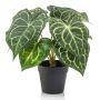 Konstgjord anthurium TESHI, grön-krämfärgad, 25cm