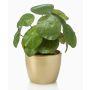 Konstgjord suckulent Pilea peperomioides SYBIL i keramikkruka, guld, grön, 20cm