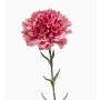 Konstgjord nejlika NIRUSHA, gammaldagsrosa, antikrosa, 65cm, Ø9cm