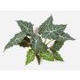 Konstgjord Alocasia Sanderiana ORLANDA, grön-vit, 60cm
