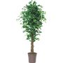 Konstgjord Ficus Benjamina EDILIO, äkta stammar, grön-vit, 175cm - Tillverkad i Italien