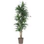 Konstgjord Dracaena Fragrans KANDIDA, naturstammar, grön-vit, 150cm - Tillverkad i Italien