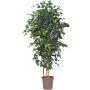 Dekorativ Ficus Benjamini LEONORET, äkta stammar, grön, 250cm - Tillverkad i Italien