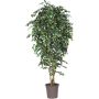 Konstgjord fikonträd LUDGARDIS, naturliga stammar, grön-vit, 150cm - Tillverkad i Italien