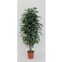 Dekorativ Ficus Benjamini KONRADE, äkta stammar, grön, 100cm - Tillverkad i Italien