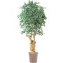 Konstgjord Ficus Benjamini AURELIANO, naturstam, grön-vit, 200cm - Tillverkad i Italien
