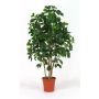 Konstgjord Schefflera NANETTE, äkta stammar, grön, 150cm - Tillverkad i Italien