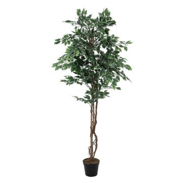Konstträd, fikonträd JACOPO, naturliga stammar, grön-vit, 180cm