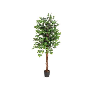 Konstträd, fikonträd JACOPO, naturliga stammar, grönt, 150cm Konstträd, fikonträd JACOPO, naturliga stammar, grönt, 150cm
