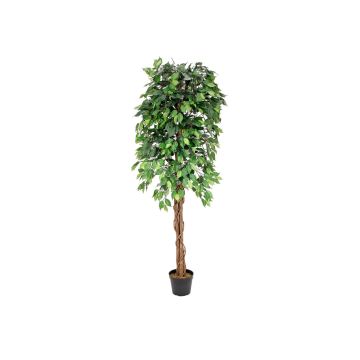 Konstträd, björkfikon JACOPO, naturliga stammar, grönt, 180cm Konstträd, björkfikon JACOPO, naturliga stammar, grönt, 180cm