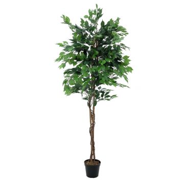 Konstträd, björkfikon JACOPO, naturliga stammar, grönt, 210cm