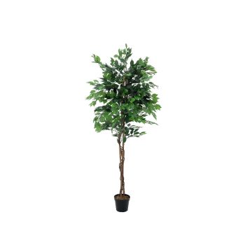 Konstträd, björkfikon JACOPO, naturliga stammar, grönt, 210cm Konstträd, björkfikon JACOPO, naturliga stammar, grönt, 210cm