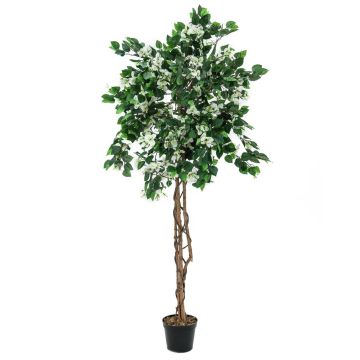 Konstgjord bougainvillea BANU, äkta stammar, blommor, vit, 180cm Konstgjord bougainvillea BANU, äkta stammar, blommor, vit, 180cm