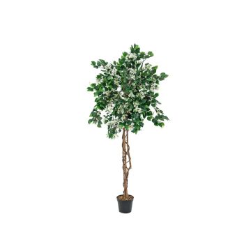 Konstgjord bougainvillea BANU, äkta stammar, blommor, vit, 180cm