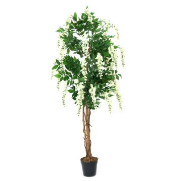 Konstgjord guldregn LESLIE, äkta stammar, med blommor, vit, 180cm Konstgjord guldregn LESLIE, äkta stammar, med blommor, vit, 180cm
