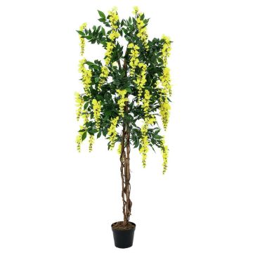 Konstgjord guldregn LESLIE, äkta stammar, med blommor, gul, 180cm Konstgjord guldregn LESLIE, äkta stammar, med blommor, gul, 180cm